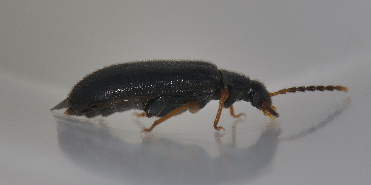 Mycetochara linearis, Alleculidae/Tenebrionidae